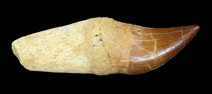 Rooted Mosasaur (Eremiasaurus) Tooth #43156